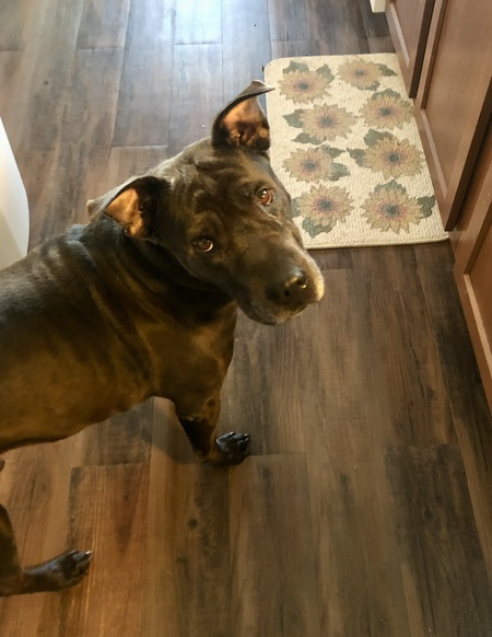 Entry image for Tank. Clicking this image will show a larger photo