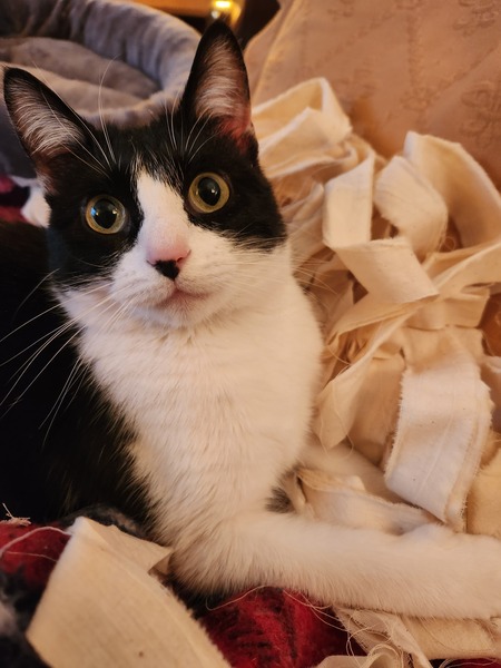 Entry image for Lady Douglas. Clicking this image will show a larger photo