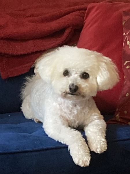 Entry image for Sophie. Clicking this image will show a larger photo