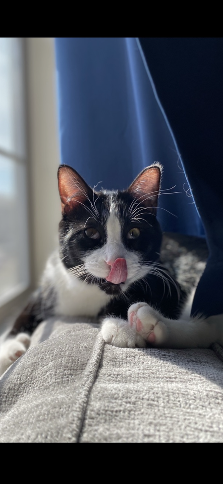 Entry image for Barbosa. Clicking this image will show a larger photo