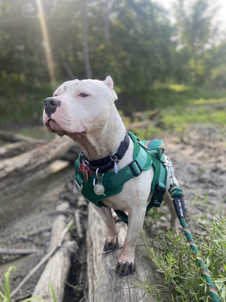 Entry image for Zane. Clicking this image will show a larger photo