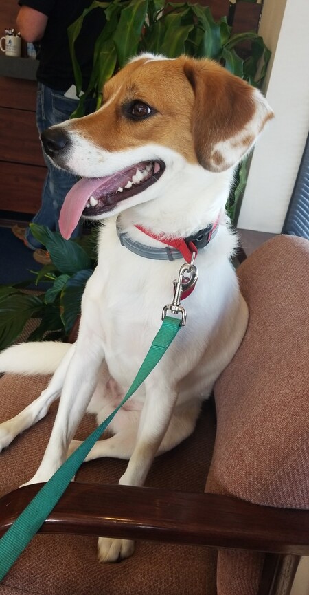 Entry image for Bella. Clicking this image will show a larger photo