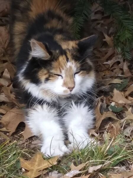 Entry image for Clarabelle. Clicking this image will show a larger photo