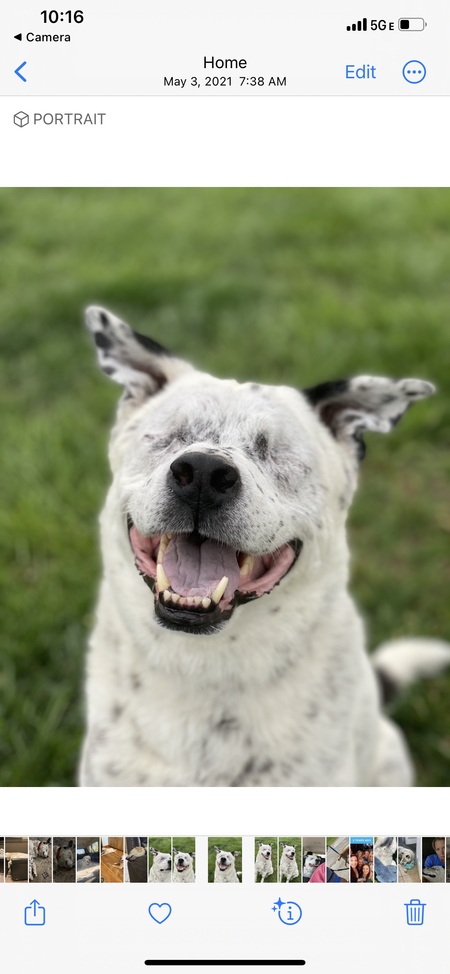 Entry image for Woodrow. Clicking this image will show a larger photo