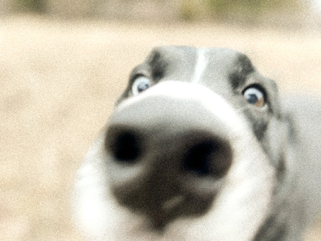 Entry image for Indigo. Clicking this image will show a larger photo