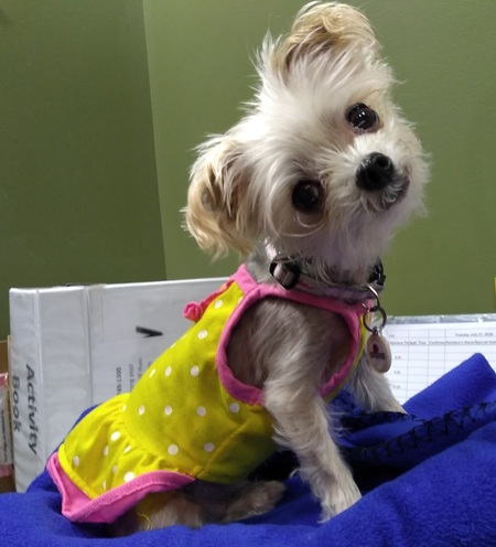 Entry image for Bella. Clicking this image will show a larger photo