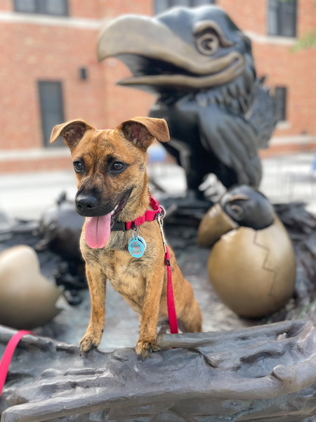 Entry image for Chris Farley. Clicking this image will show a larger photo