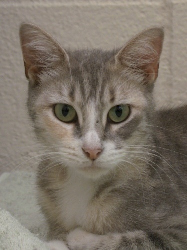 Entry image for Sylvie. Clicking this image will show a larger photo