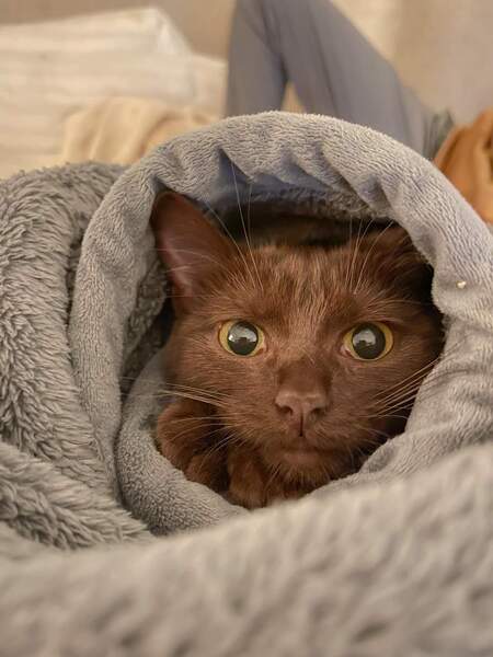 Entry image for Coco Beans . Clicking this image will show a larger photo