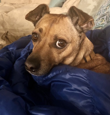 Entry image for Merlin. Clicking this image will show a larger photo