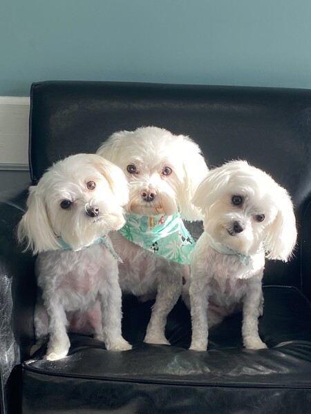 Bella, Lucy and Casper