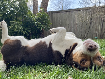 A Beagle in the Sun 