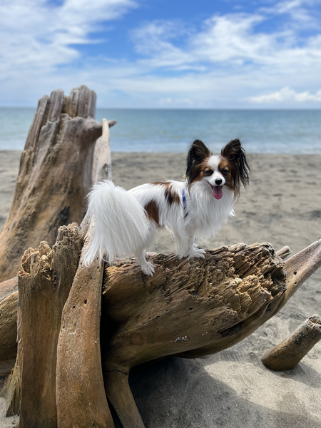 Charlie at the Beach