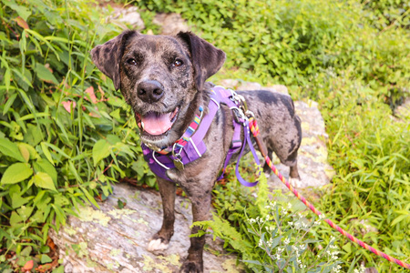 Darling Delly on a Day Hike