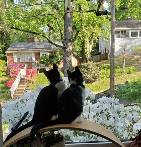 Watching Birds