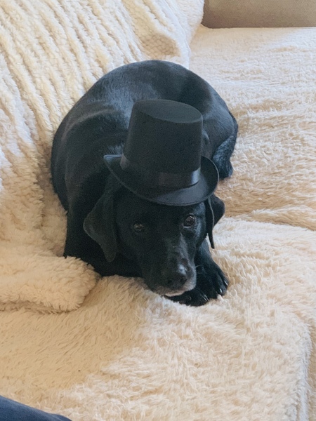 Pawbraham Lincoln