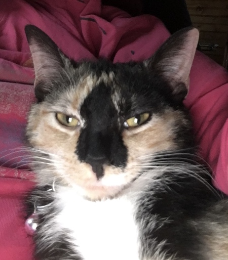 Mocha