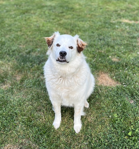 Goose