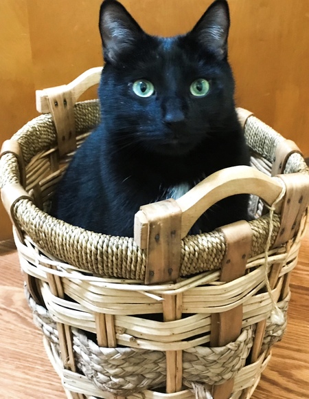 Artie