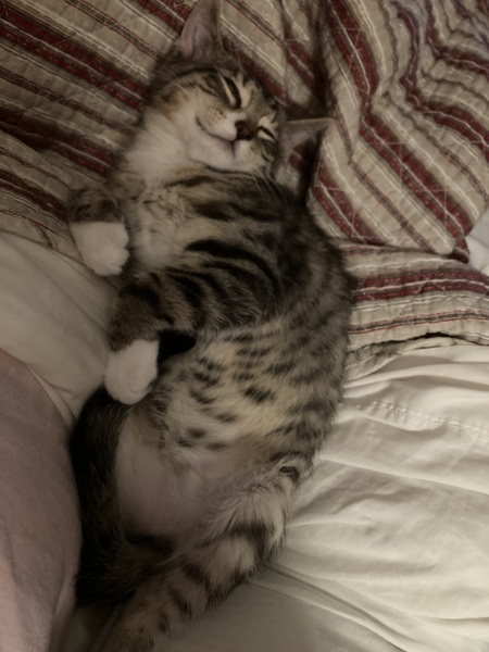 Georgie