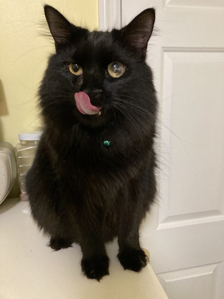 Bagheera
