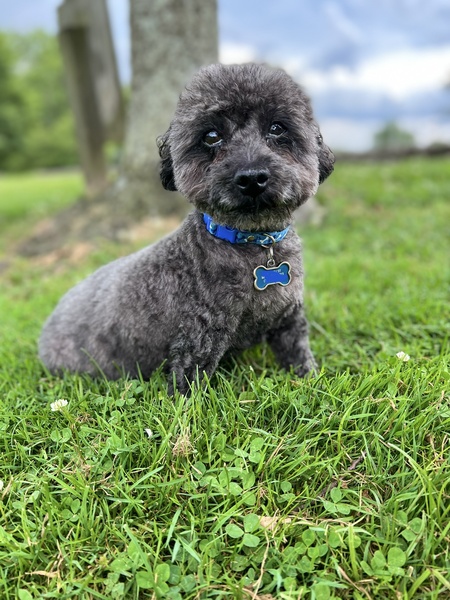 WINSTON