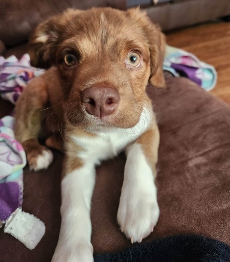Peanut