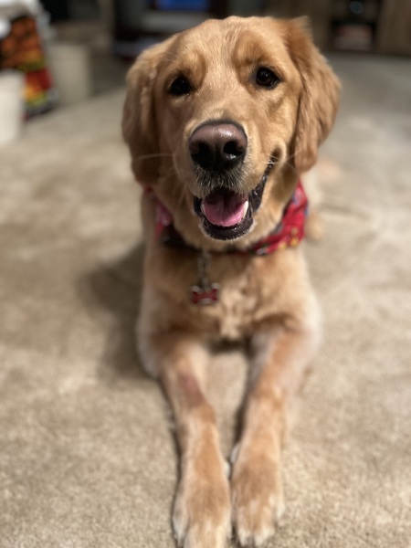 Buddy