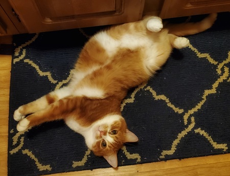 Loki