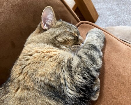 Nala