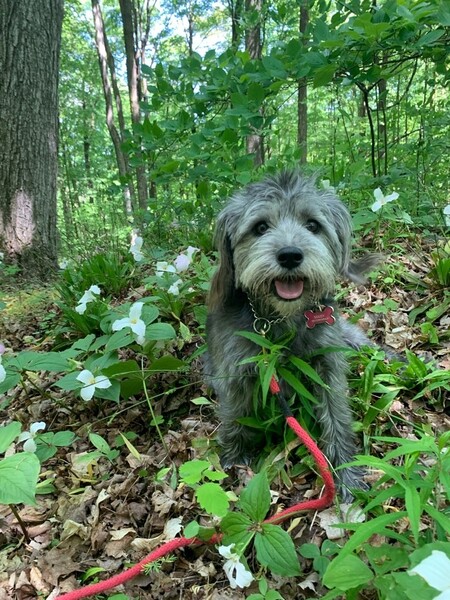 Maisy