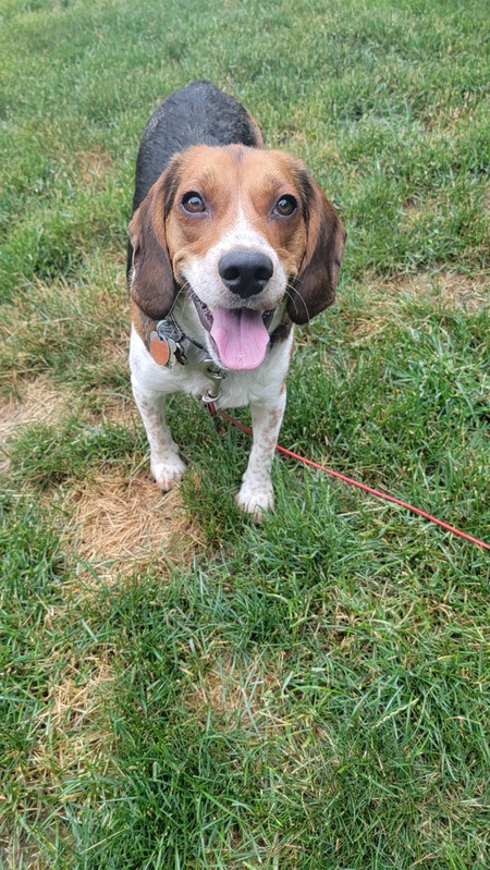 Buddy