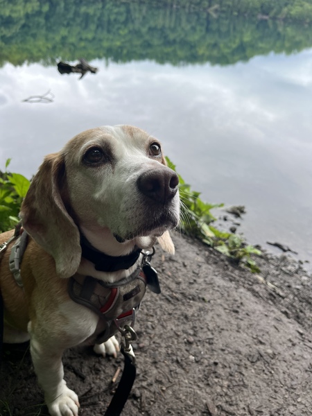 Gus