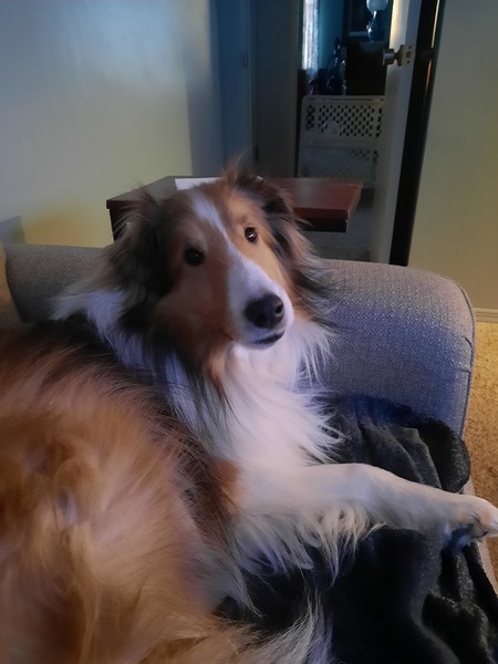 Gizmo