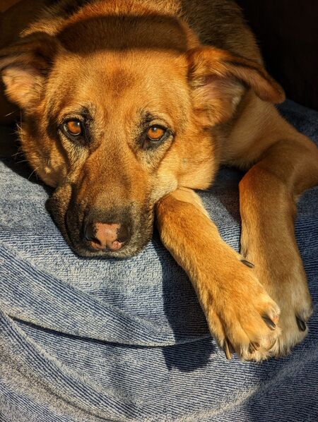 Sadie