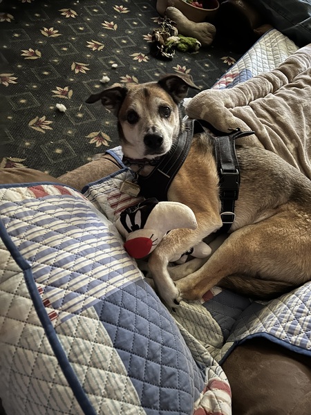 Mocha Grace Johnston 
