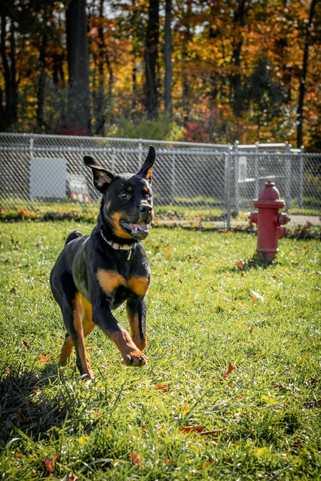 Ziya