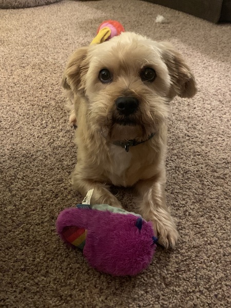 Teddy