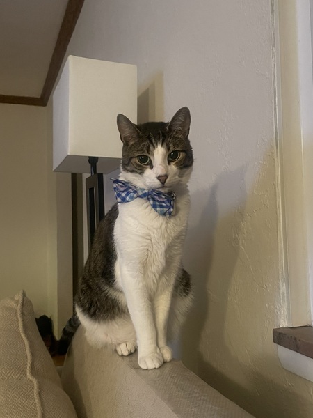 Rufus