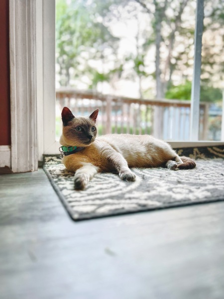 Mochi