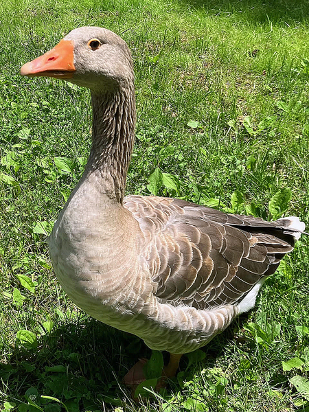 Mildred