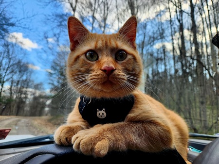 Oliver 
