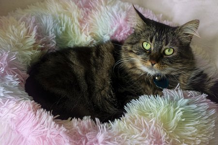 Fluffy