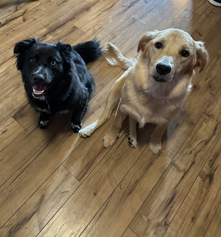 Bella and phoenix 