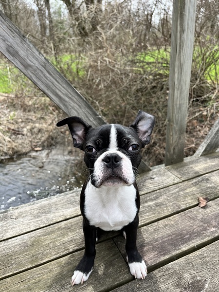 Meeko