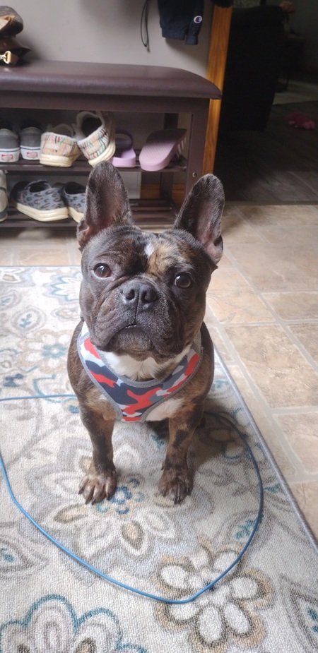 Kujo