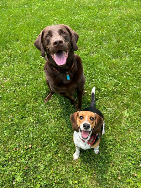 Chalky and Scooby 