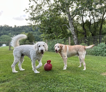 Charlie+Ace 