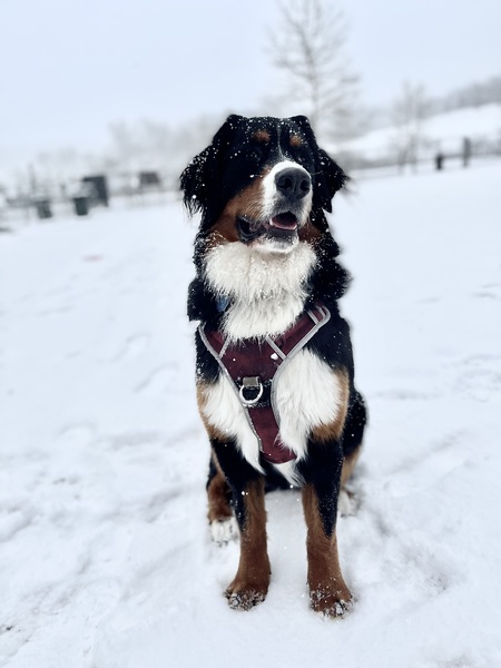 Finley