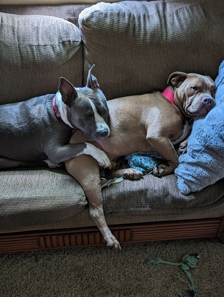 Zilla & Rebel